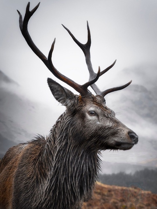A Highland red deer stag