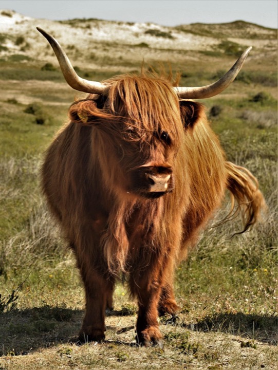 A Highland cow